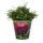 NOUVEAUTÉ: Cache-pot "Dahlia" PM